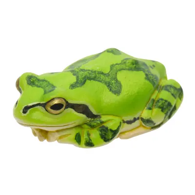 アマガエル マグネット×ストラップ アマガエル