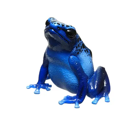 ヤドクガエル マグネット×ストラップ キオビヤドクガエル