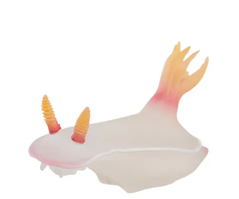 ウミウシ マグネット×ストラップ シロタスキウミウシ