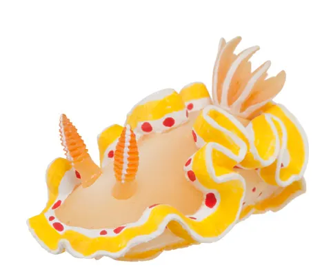 ウミウシ マグネット×ストラップ パンダツノウミウシ
