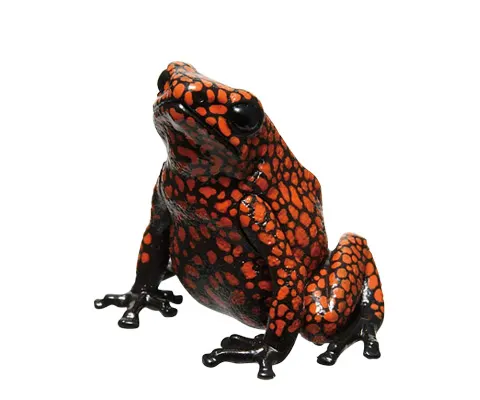 ヤドクガエル マグネット×ストラップ2 マダラヤドクガエル