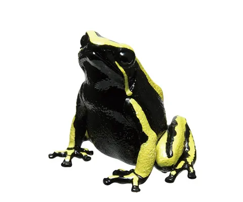 ヤドクガエル マグネット×ストラップ2 ハイユウヤドクガエル
