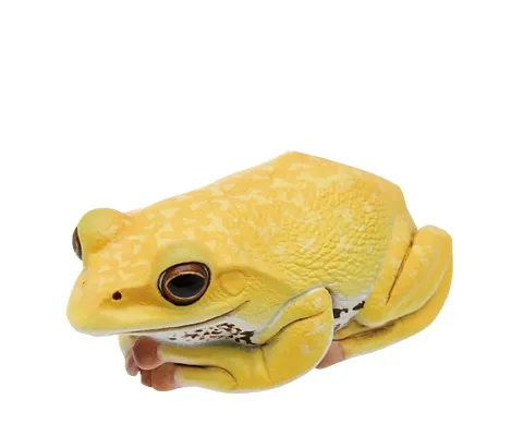 川内村のモリアオガエル マグネット×ストラップ モリアオガエル