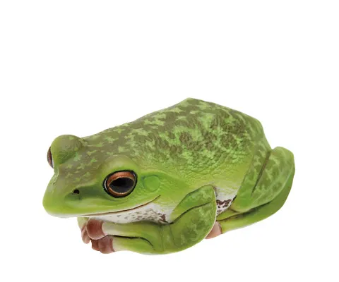 川内村のモリアオガエル マグネット×ストラップ モリアオガエル