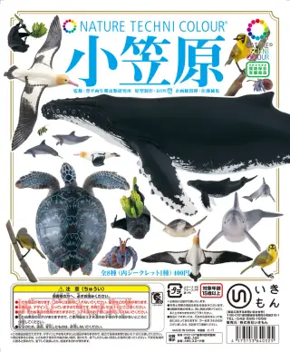 小笠原 OGASAWARAの画像