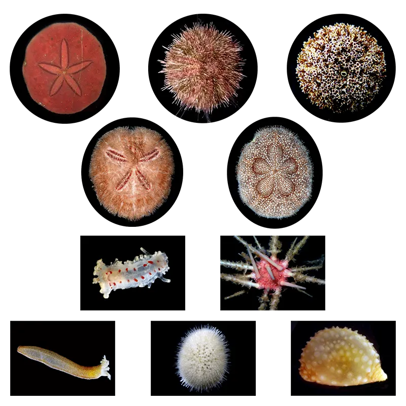 海底生物シール図鑑 ラインナップ 2