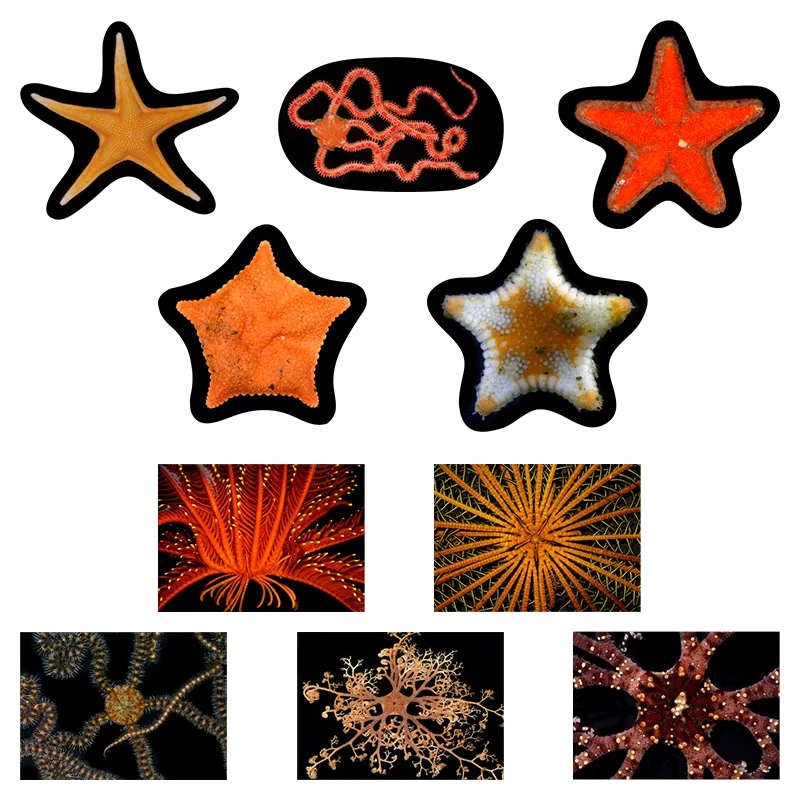 海底生物シール図鑑 ラインナップ 3