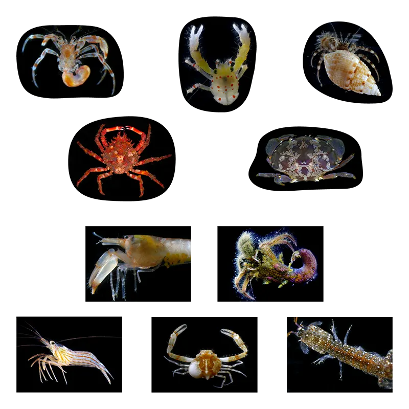 海底生物シール図鑑 ラインナップ 4