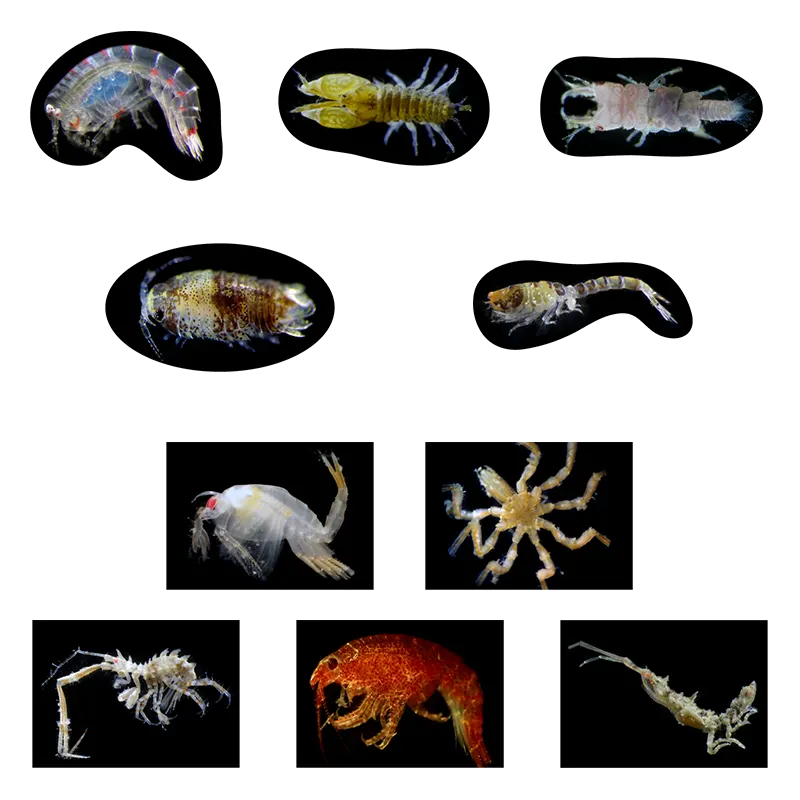 海底生物シール図鑑 ラインナップ 5