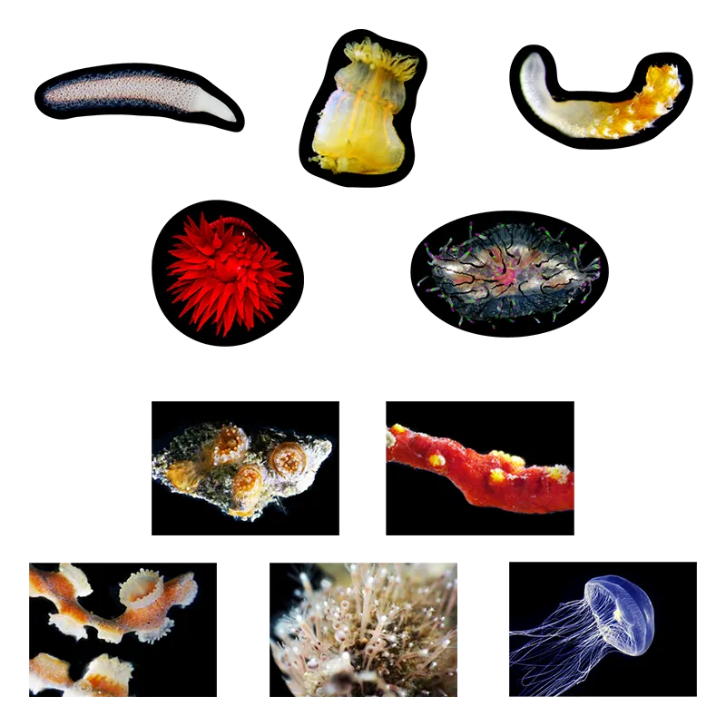 海底生物シール図鑑 ラインナップ 6