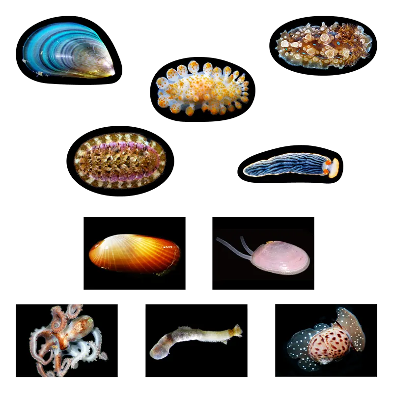 海底生物シール図鑑 ラインナップ 7
