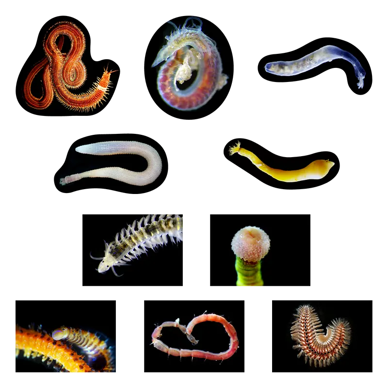 海底生物シール図鑑 ラインナップ 8