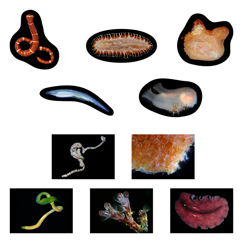 海底生物シール図鑑 ラインナップ 9