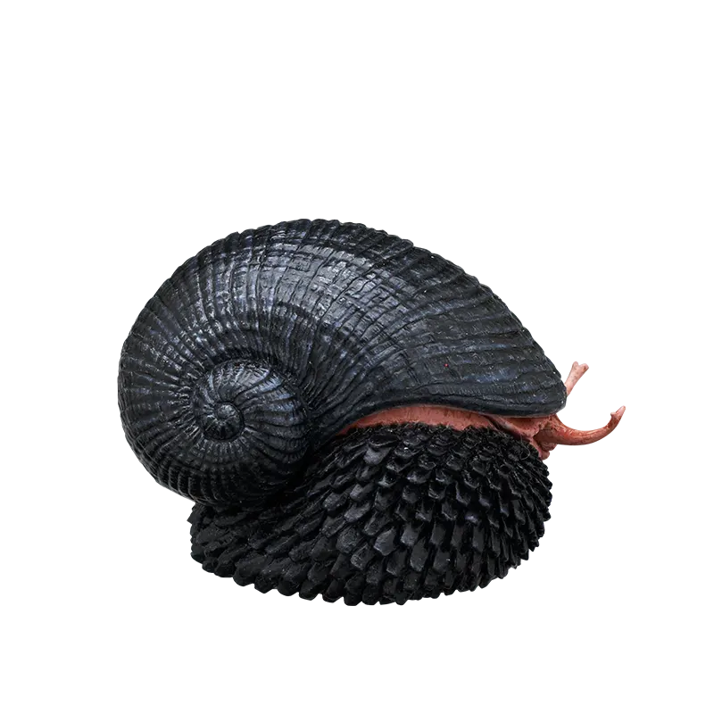深海生物マグネット＆ボールチェーン ラインナップ 9