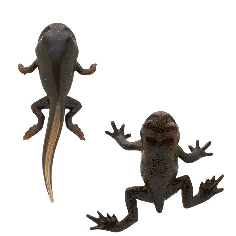 ヒキガエルとアマガエル ボールチェーン＆マグネット ラインナップ 7