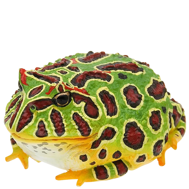 ウーパールーパーとベルツノガエルと アカメアマガエルとマルメタピオカガエル ボールチェーン&マグネット ラインナップ 4