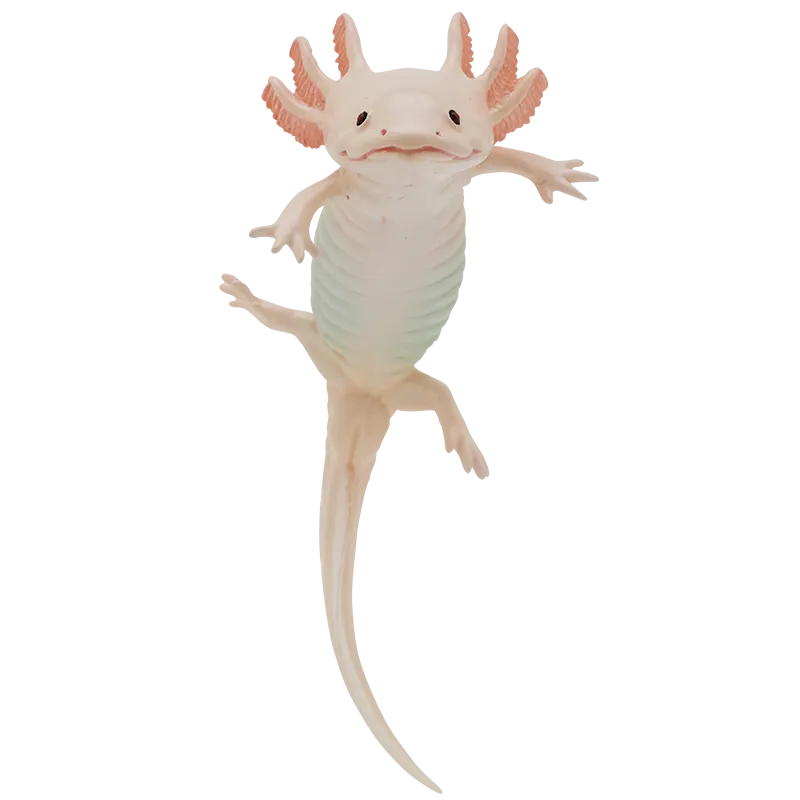 ウーパールーパーとベルツノガエルと アカメアマガエルとマルメタピオカガエル ボールチェーン&マグネット ラインナップ 8