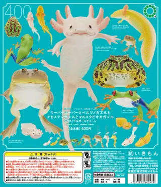 ウーパールーパーとベルツノガエルと アカメアマガエルとマルメタピオカガエル ボールチェーン＆マグネットの画像