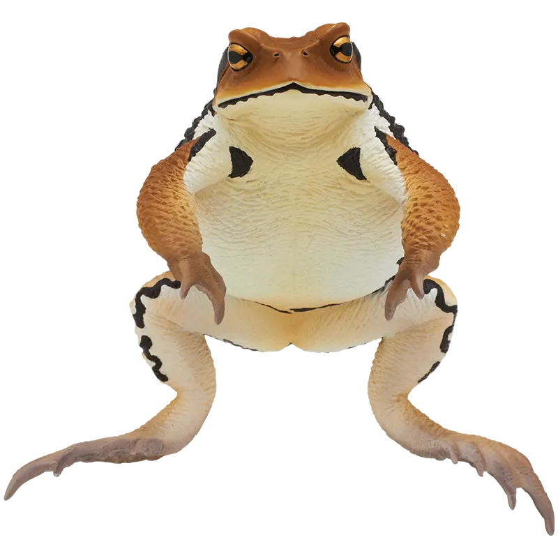 大きなヒキガエル ラインナップ 2
