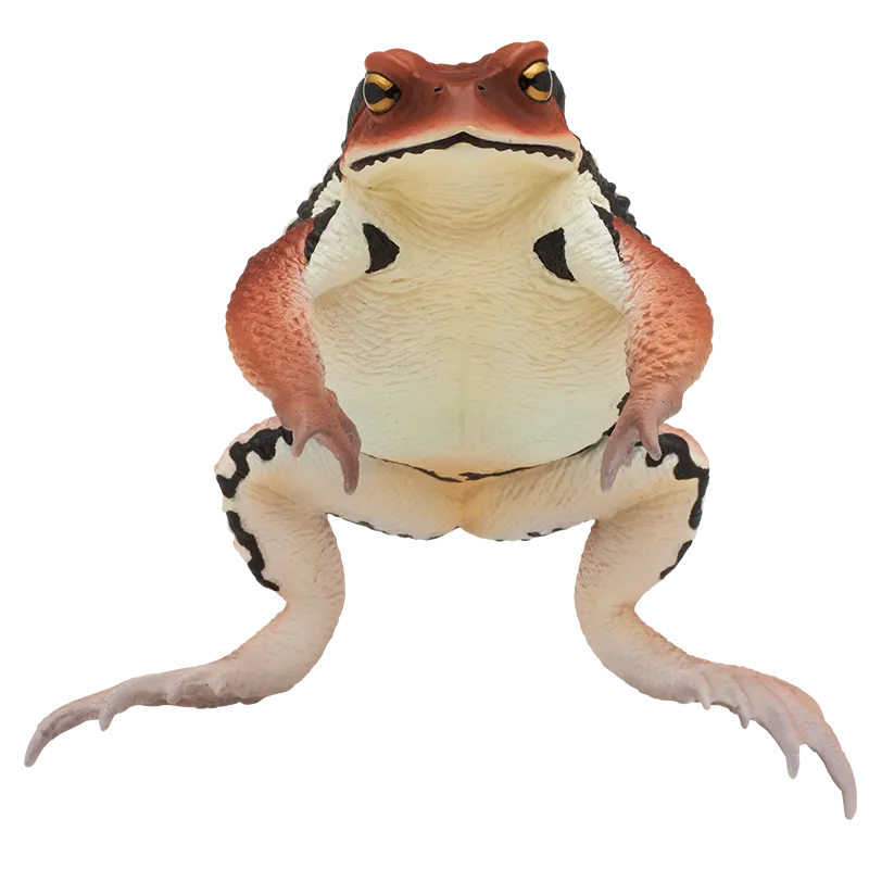 大きなヒキガエル ラインナップ 3