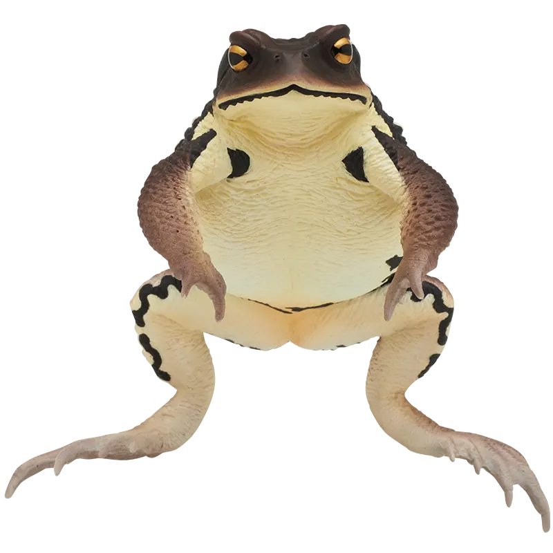 大きなヒキガエル ラインナップ 4