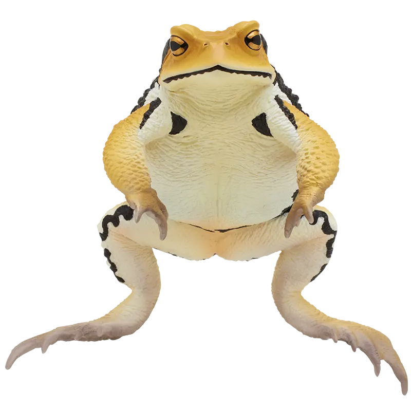 大きなヒキガエル ラインナップ 5