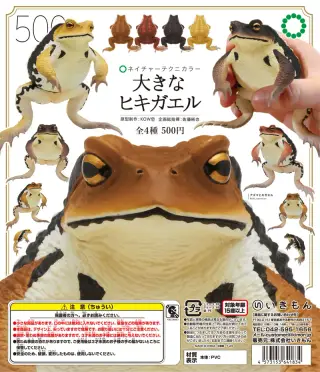 大きなヒキガエルの画像