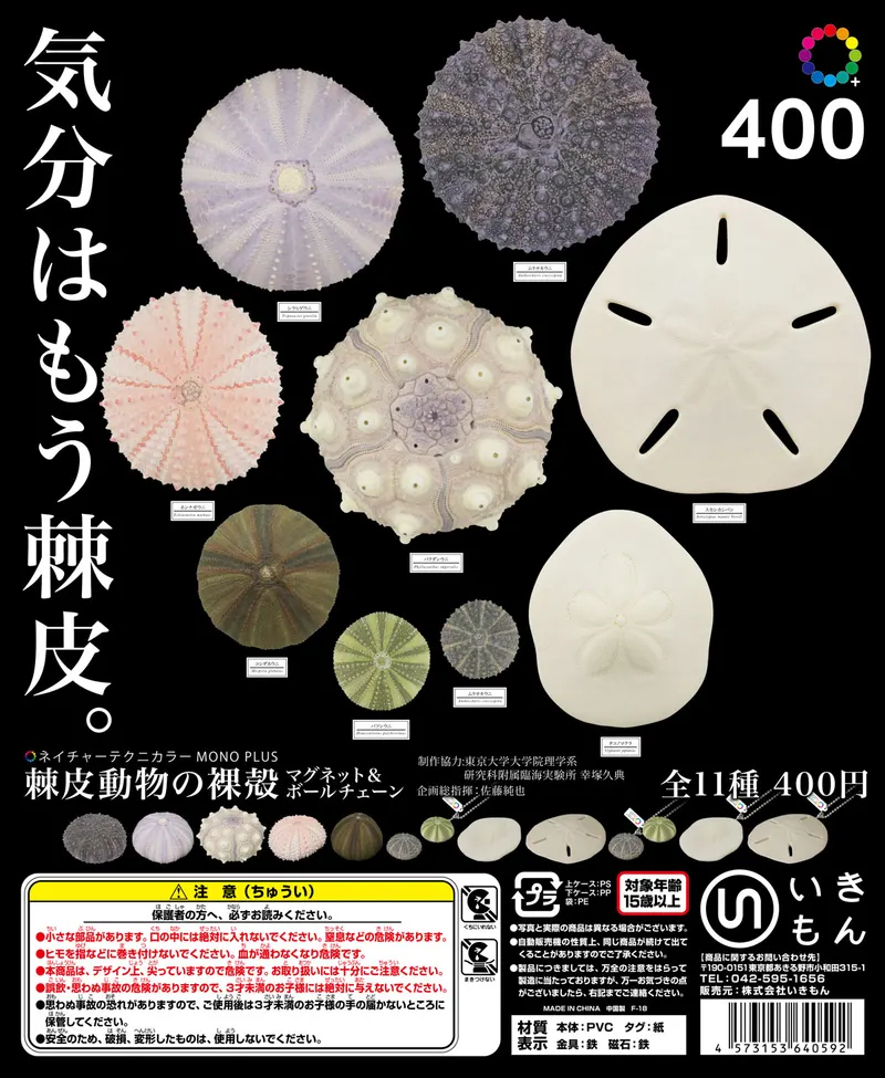 棘皮動物の裸殼 マグネット&ボールチェーン(画像)