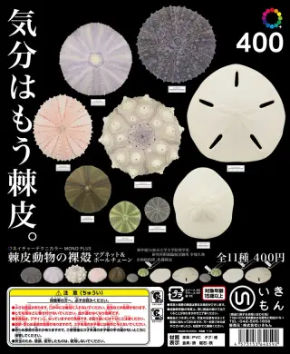 棘皮動物の裸殼 マグネット＆ボールチェーンの画像