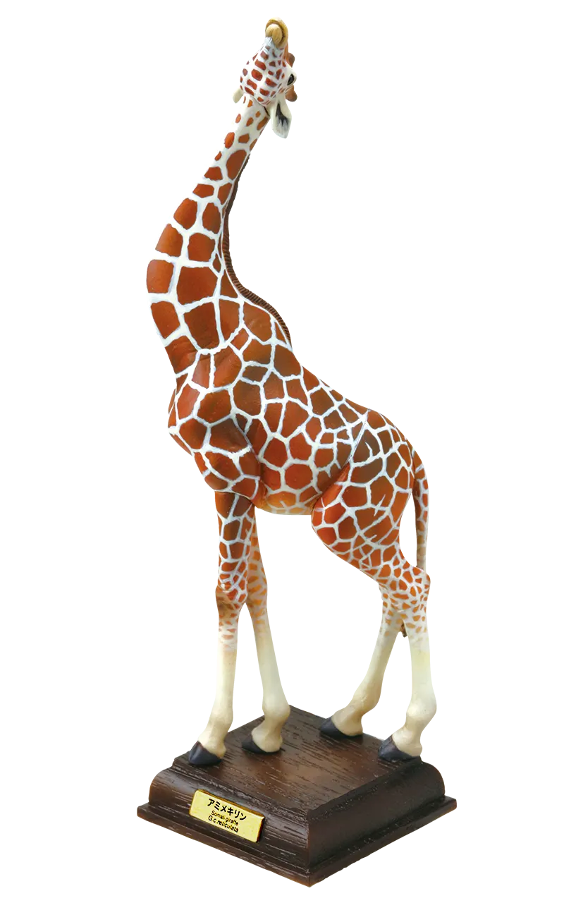 サバンナ SAVANNA ラインナップ 2