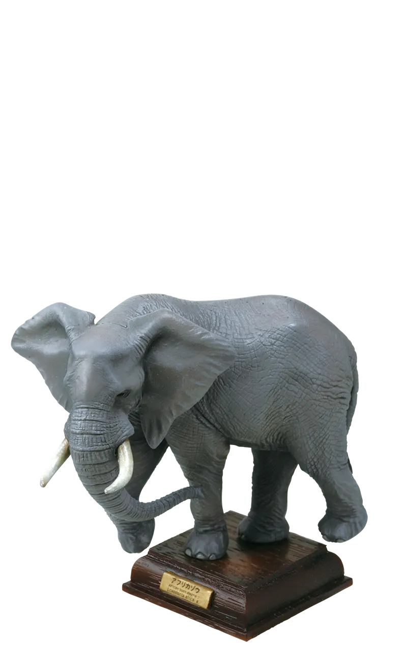 サバンナ SAVANNA ラインナップ 3