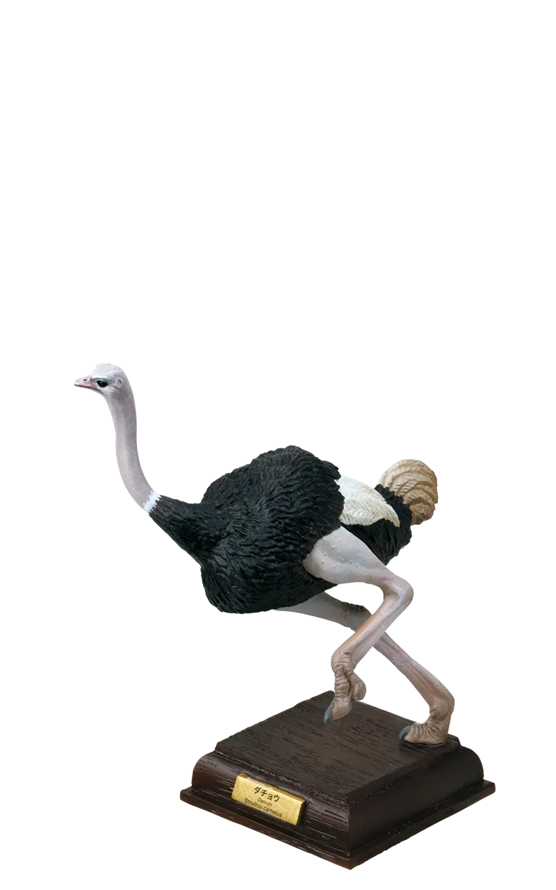 サバンナ SAVANNA ラインナップ 4