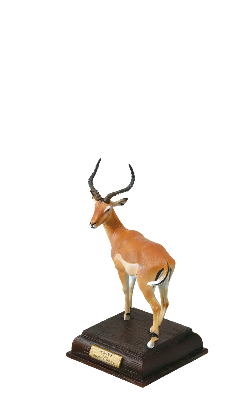 サバンナ SAVANNA ラインナップ 9
