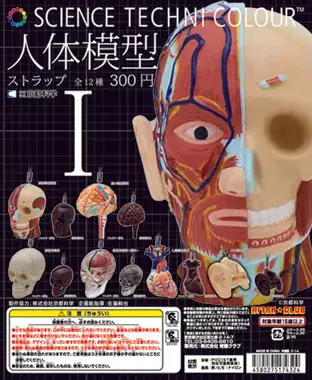 人体模型 ストラップⅠの画像