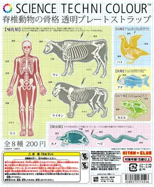 脊椎動物の骨格 透明プレートストラップの画像