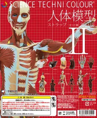 人体模型 ストラップIIの画像