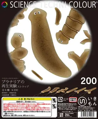 プラナリアの再生実験 ストラップの画像