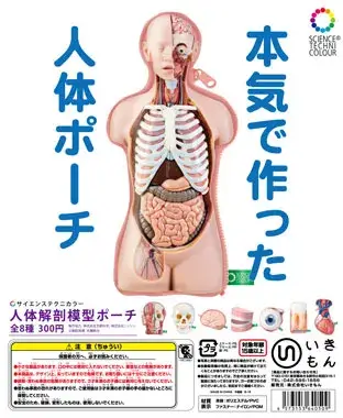 人体解剖模型ポーチの画像