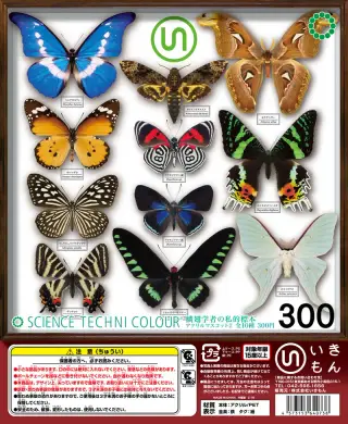 鱗翅学者の私的標本 アクリルマスコット2の画像