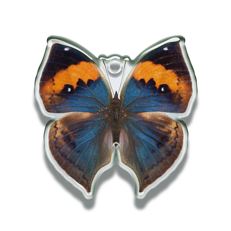 鱗翅学者の私的標本 アクリルマスコット ラインナップ 5