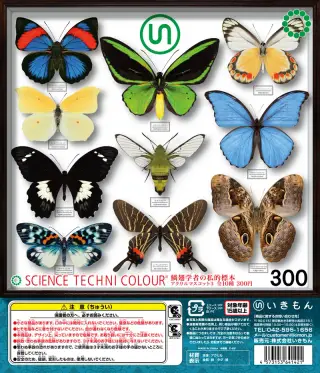 鱗翅学者の私的標本 アクリルマスコット3の画像
