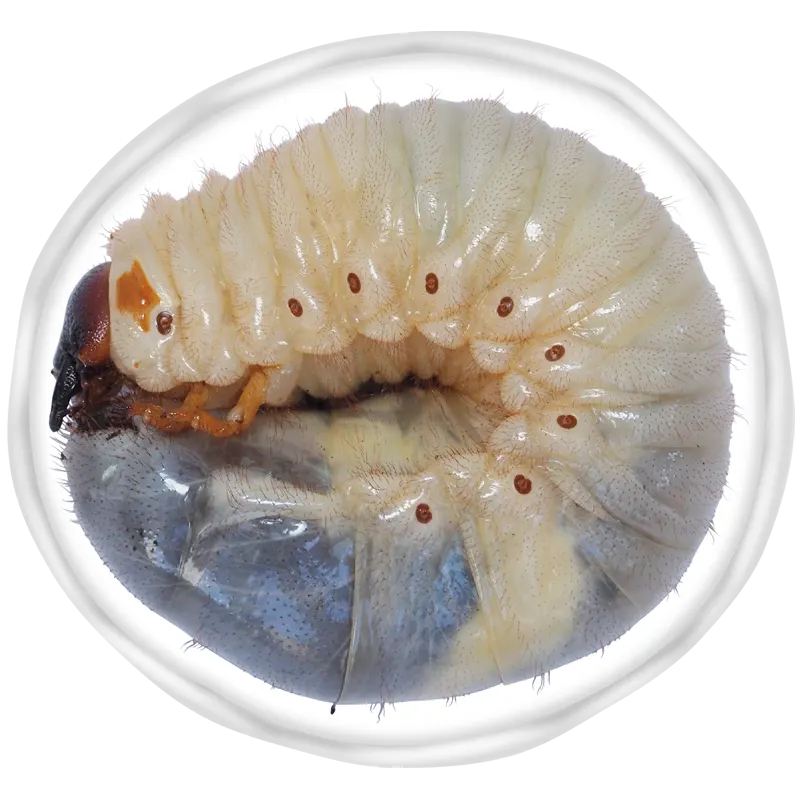 変態する昆虫 昆虫学習わくわくセット ラインナップ 2