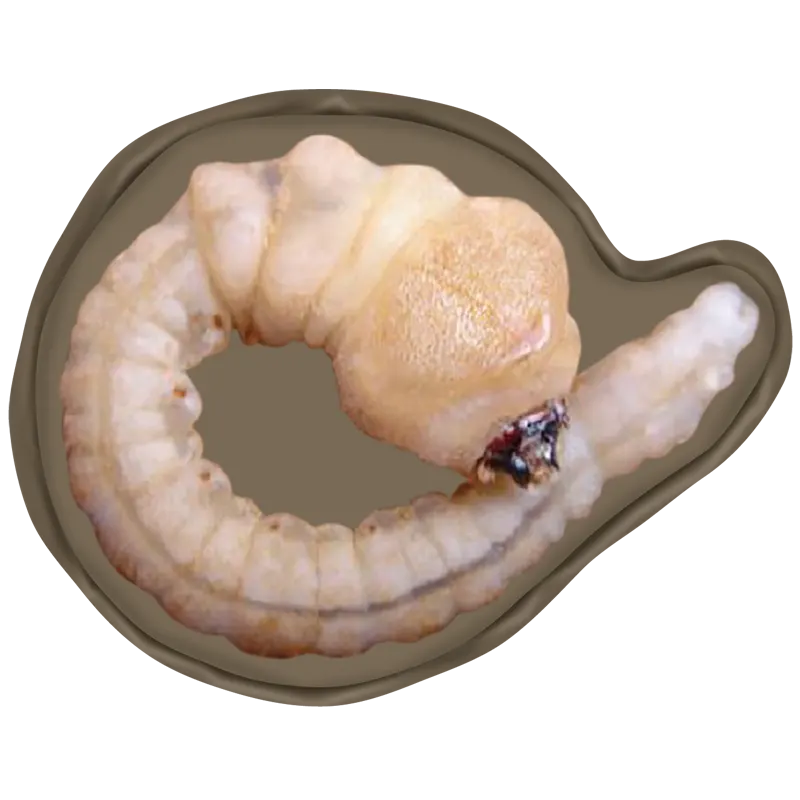 変態する昆虫 昆虫学習わくわくセット ラインナップ 4