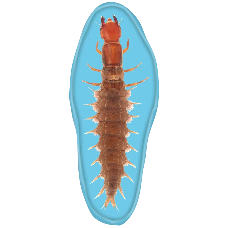 変態する昆虫 昆虫学習わくわくセット ラインナップ 5