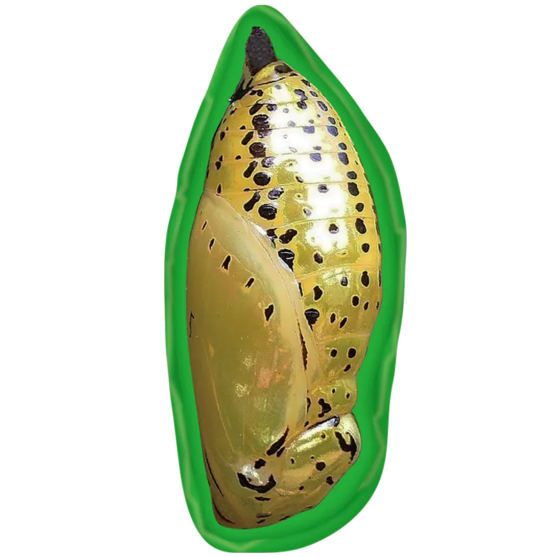 変態する昆虫 昆虫学習わくわくセット ラインナップ 6