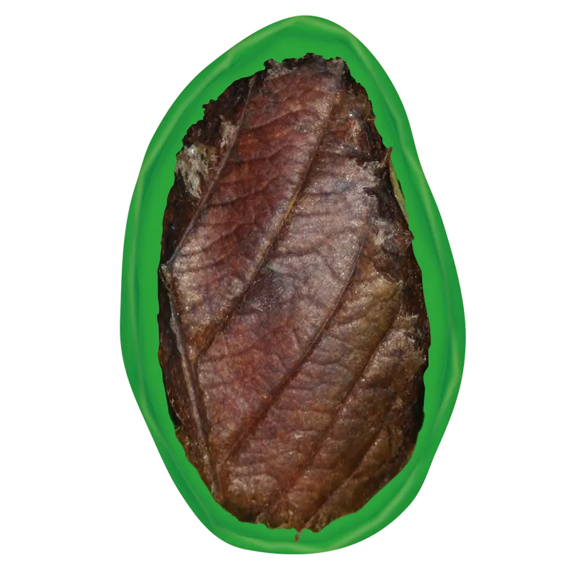 変態する昆虫 昆虫学習わくわくセット ラインナップ 7