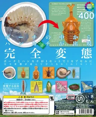 変態する昆虫 昆虫学習わくわくセットの画像