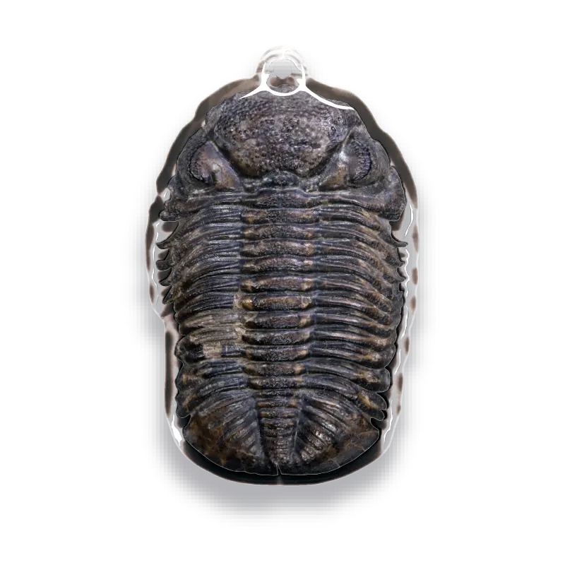 古生物 アクリルマスコット ラインナップ 5