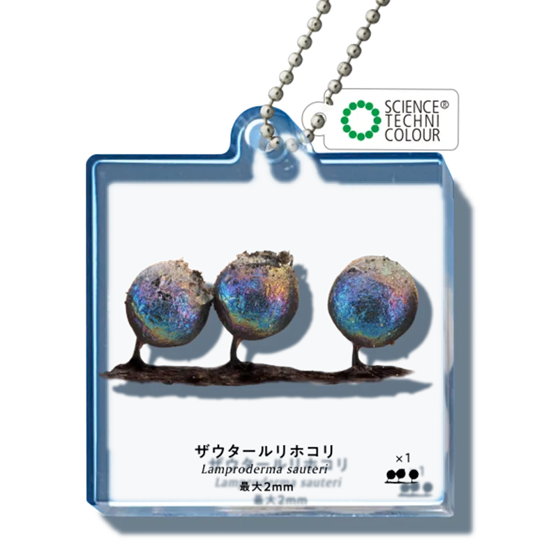 粘菌 アクリルマスコット ラインナップ 10