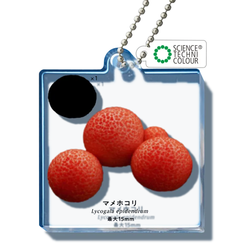 粘菌 アクリルマスコット ラインナップ 3